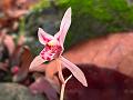 Large Root Cymbidium